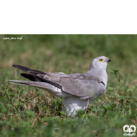 خانواده قوشیان Accipitridae